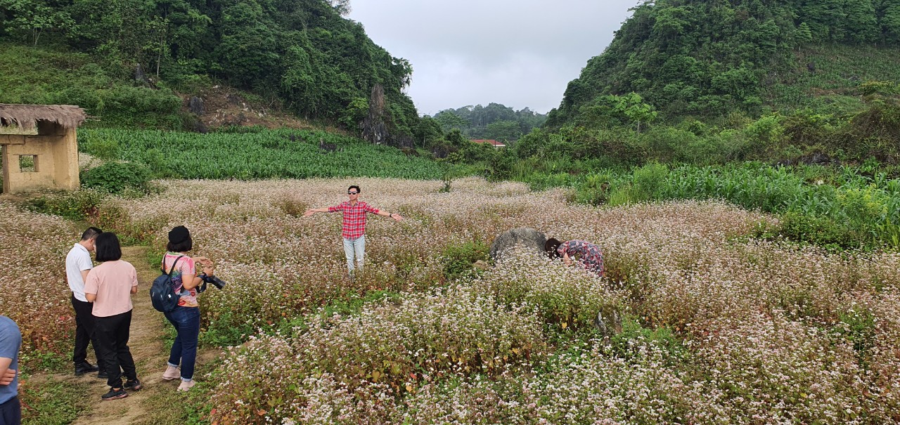 Du khách check-in hoa tam giác mạch tại điểm du lịch Thạch Sơn Thần
